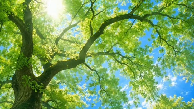 Árvore frondosa iluminada pelo sol sob o céu azul