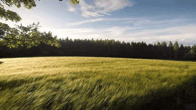 Campo ao amanhecer
